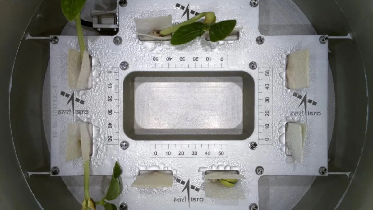 ISRO Announces: Cowpea Seeds Germinate and Sprout Leaves in Space