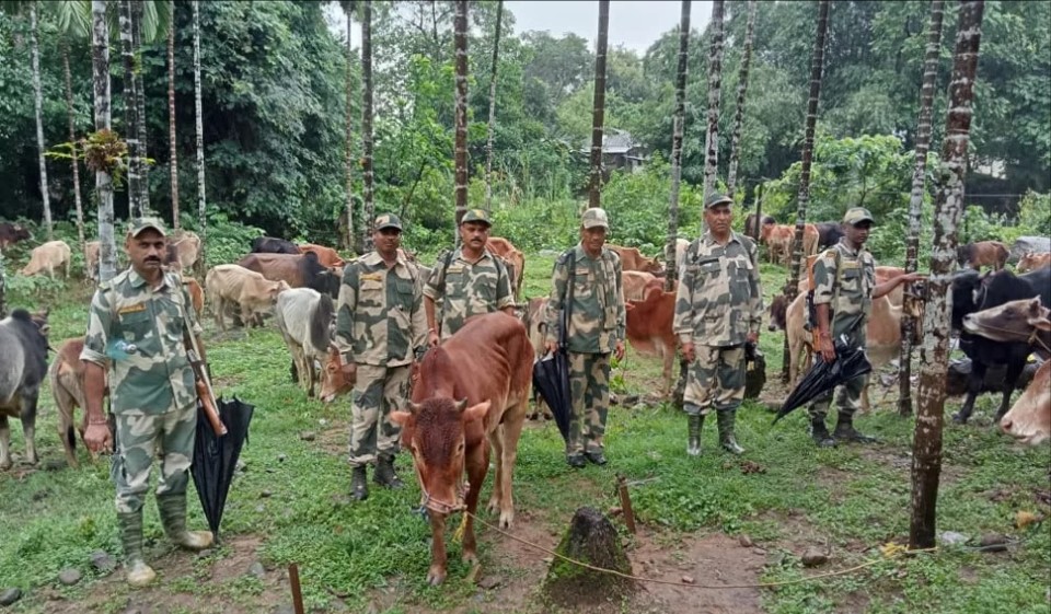 India BSF Shot Down A Bangladesh Guard During Cattle Smuggling Near Border