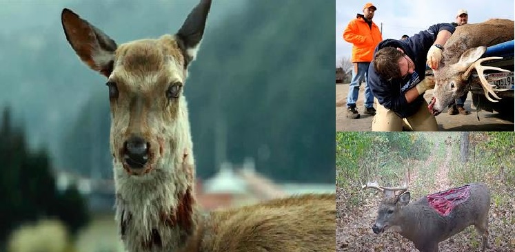 ​Zombie Deer Disease, Why Scientists Concerned Over its Transmission to Humans?​