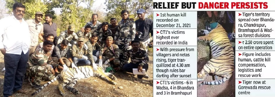 Over the Past Decade, 62 'Man-Eater' Tigers Successfully Captured From Maharashtra's Chandrapur, Gadchiroli Districts Maharashtra