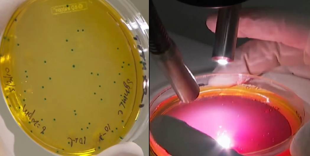 Scientists Create First Synthetic Bacterial Species Controlled by Man-Made Chromosome