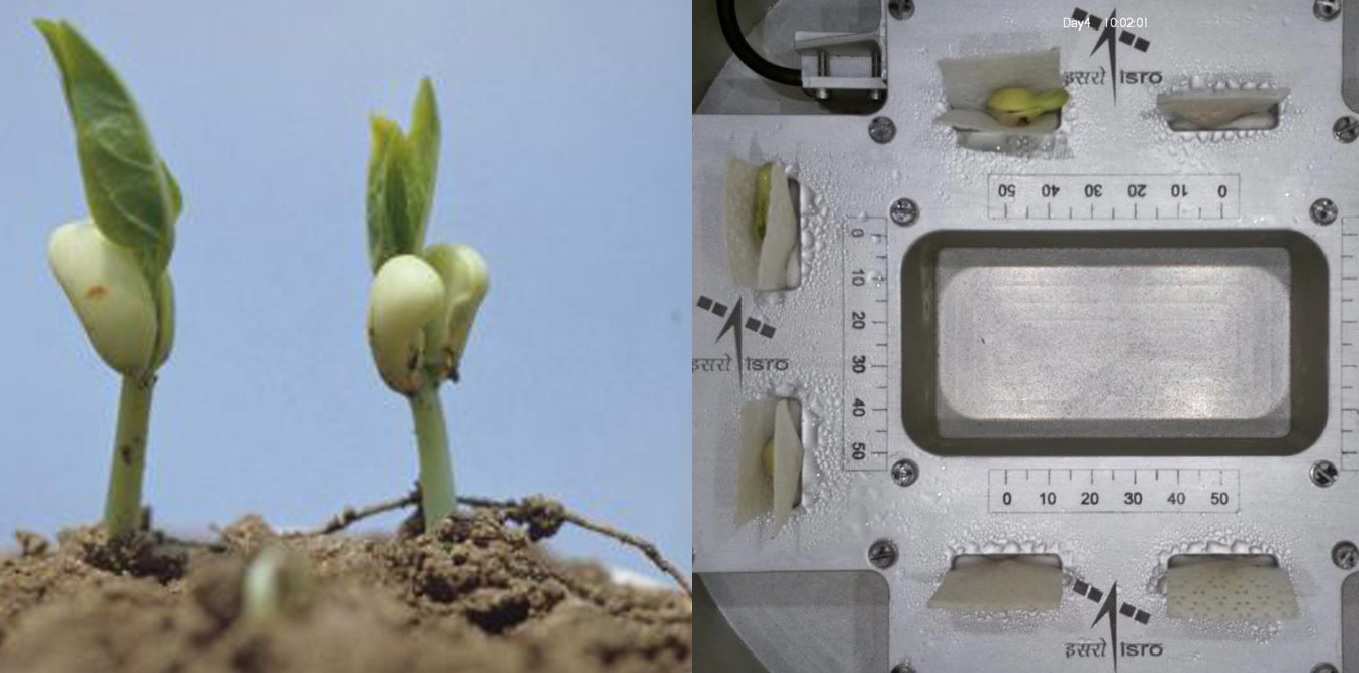 ISRO Achieves Breakthrough in Space Farming: Cowpea Seeds Germinate in Just 4 Days Aboard PSLV-C60